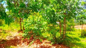 vlcsnap-2024-07-23-10h12m54s265