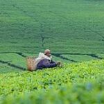 Ubuhinzi bw’u Rwanda bwazamutse uuva kuri miliyoni 893$ kugera kuri miliyari 1$
